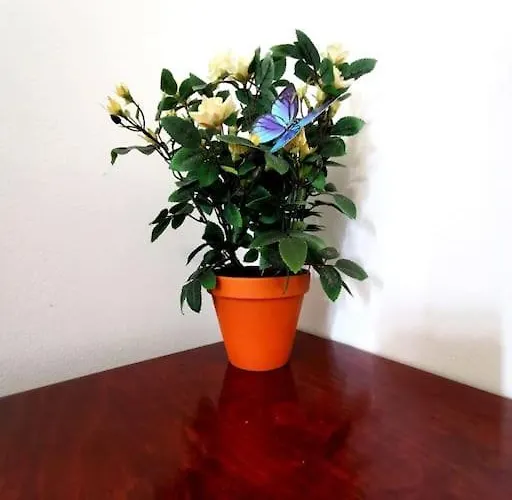Kosi Toranj *